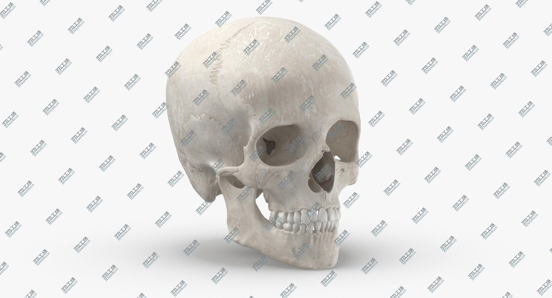 images/goods_img/202105073/Real Human Woman Skull Cranial 01 With Teeth White 3D model/2.jpg